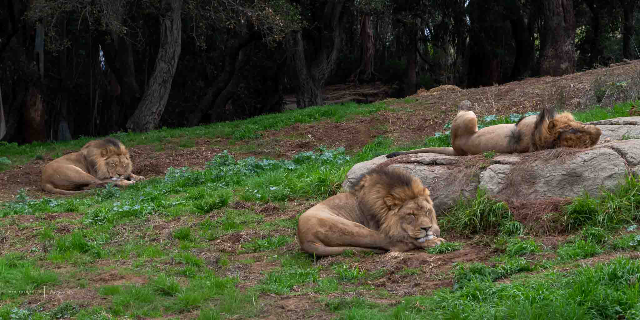 Oakland Zoo Photos - Experience the Oakland Zoo through these photos, featuring a powerful encounter with three lion brothers. A look at wildlife preservation.